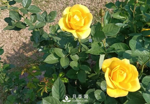 2021月季花展，深圳人民公園300多個(gè)月季品種期待……(圖2)