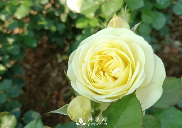 2021月季花展，深圳人民公園300多個(gè)月季品種期待……(圖3)