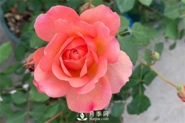 安德烈月季，多頭有枝條就有花苞(圖1)