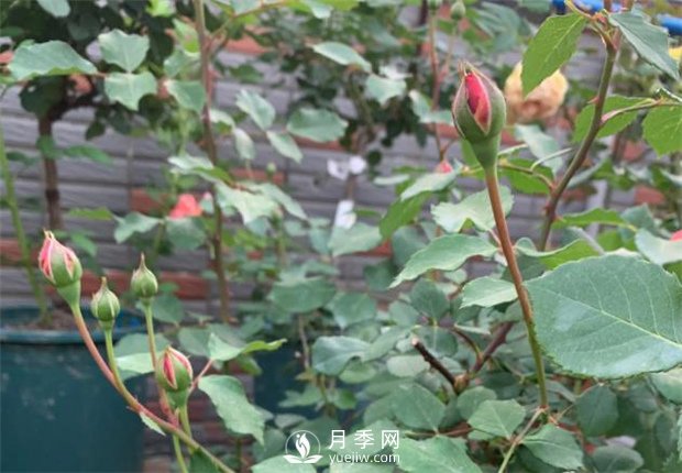 安德烈月季，多頭有枝條就有花苞(圖2)