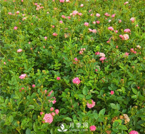 6月南陽一年盆栽月季成焦點(diǎn)(圖2)