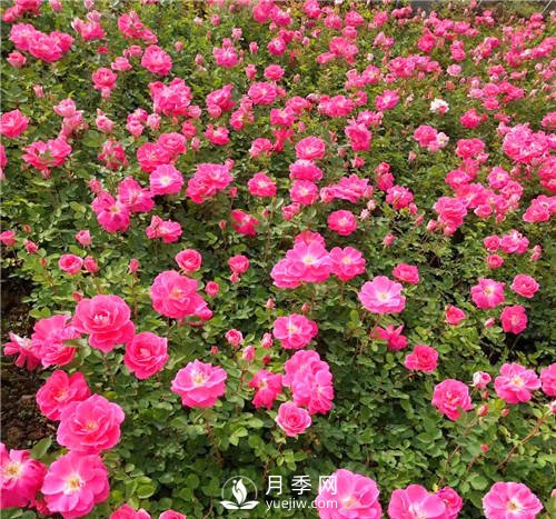 6月南陽一年盆栽月季成焦點(diǎn)(圖1)