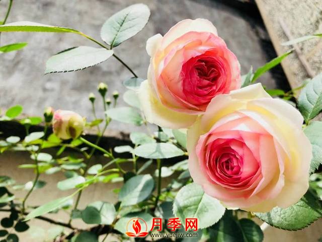 養(yǎng)護(hù)月季花這么做，來年繁茂又漂亮！(圖1)