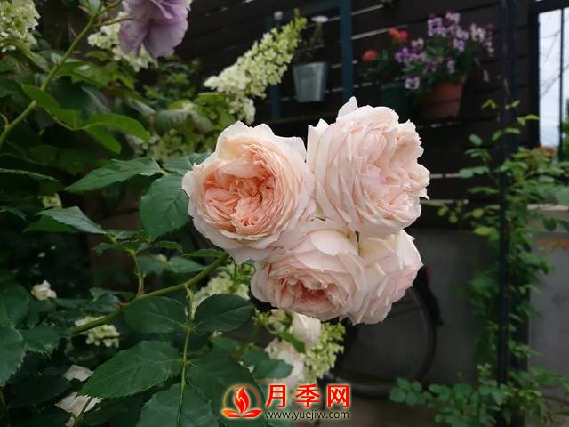 養(yǎng)護(hù)月季花這么做，來年繁茂又漂亮！(圖2)