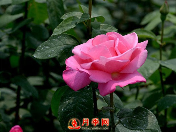 月季花如何修剪？你心里還沒有點(diǎn)數(shù)嗎？(圖1)