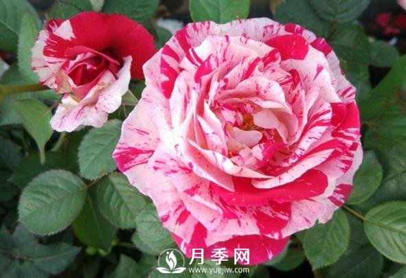 節(jié)日禮花月季，灌木月季推薦(圖1)