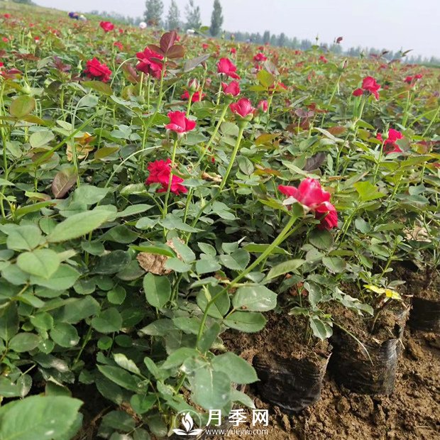 秋天月季花的養(yǎng)護(hù)你知道嗎？(圖1)