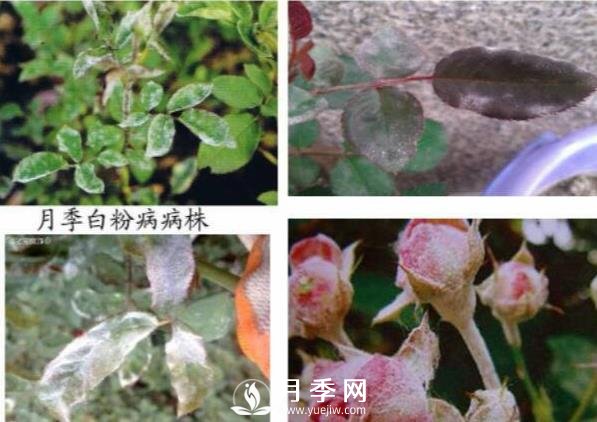 立秋己過(guò) 養(yǎng)護(hù)月季呢？看過(guò)來(lái)了(圖1)
