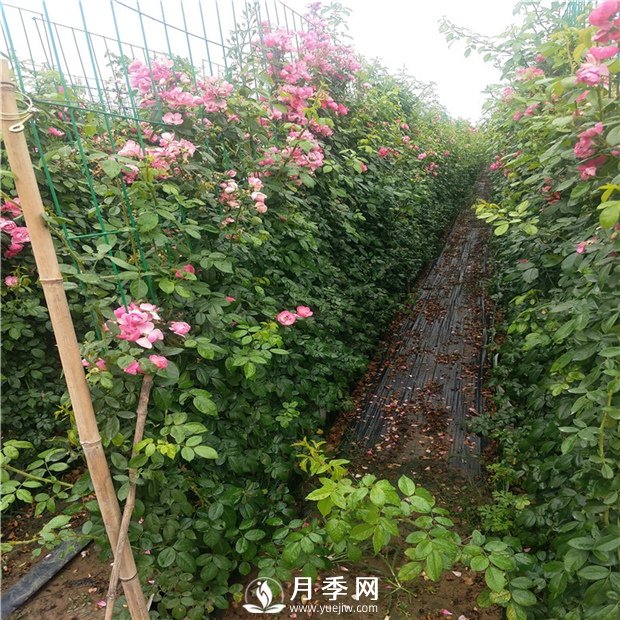 藤本月季的品種有那些？南陽(yáng)藤本月季價(jià)格？(圖2)