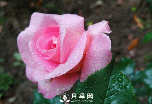什么月季品種經(jīng)常栽種的花友是土豪！(圖1)