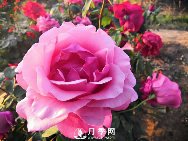 月季花葉黃怎么辦？有什么解決辦法(圖1)