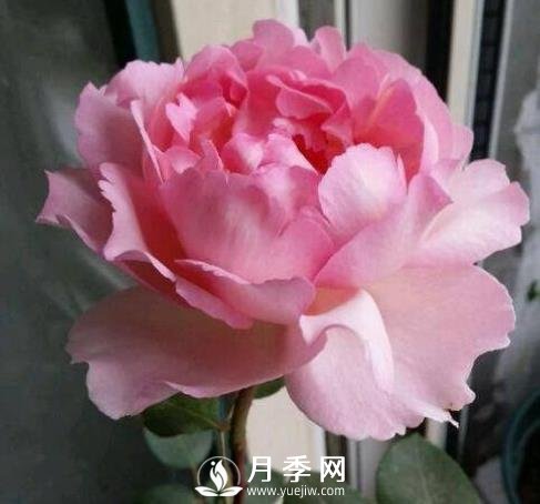 貴族香水，艷壓群芳香味濃的月季(圖1)