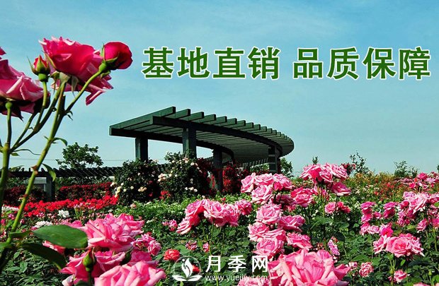 會養(yǎng)護(hù)，為什么說七月的月季不宜重剪？(圖3)