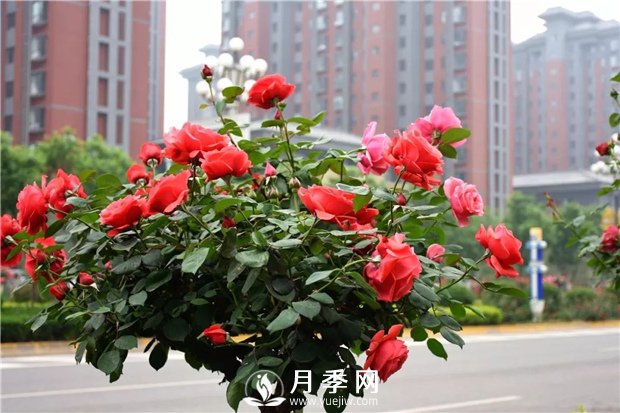 南陽月季讓江蘇城區(qū)園林綠化多點美景(圖1)