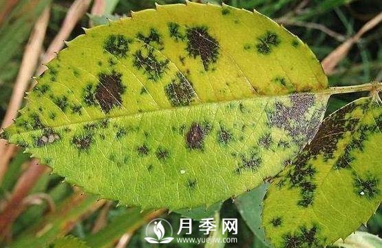 夏天月季出現(xiàn)黃葉的幾個主要原因分析(圖1)