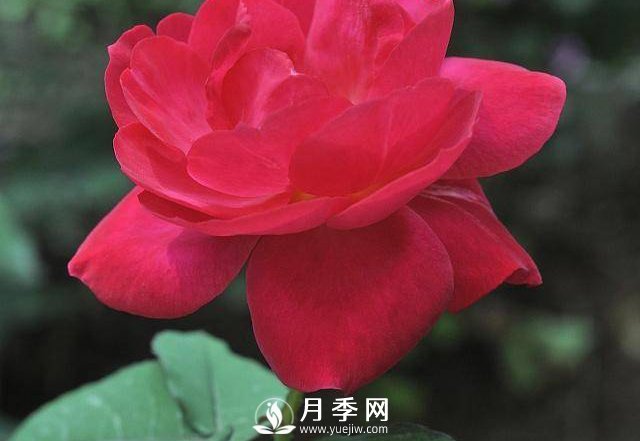 自己動(dòng)手學(xué)月季花剪枝，一步一步修，新手也能做得好(圖3)
