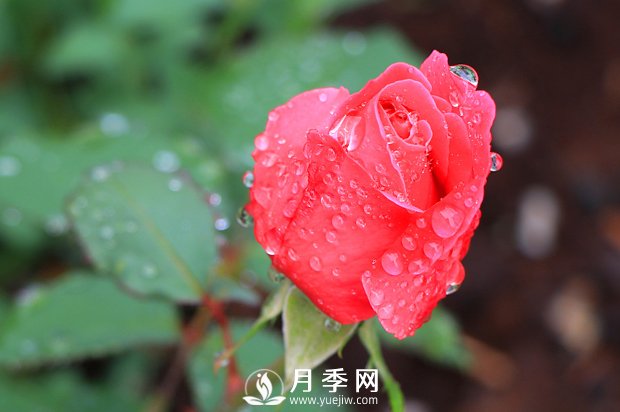 月季是比較喜肥的，充足養(yǎng)分才能促進(jìn)月季生長(zhǎng)(圖1)