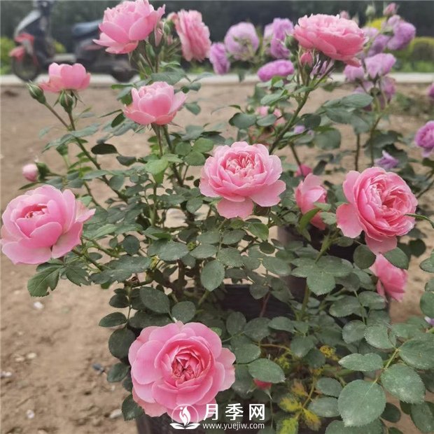 如何讓花開不斷？澆水修剪不可少，綜合化管理(圖1)