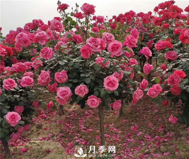 月季一般用什么樣的花盆種植比較好？(圖1)