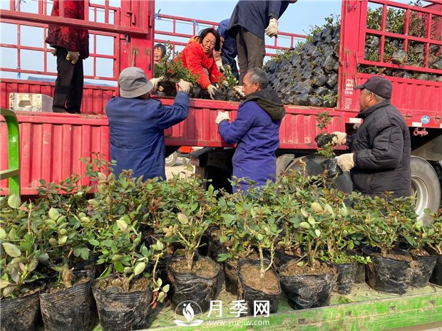 月季種上沒開花，卻一直黃葉，這是怎么回事呢？(圖1)