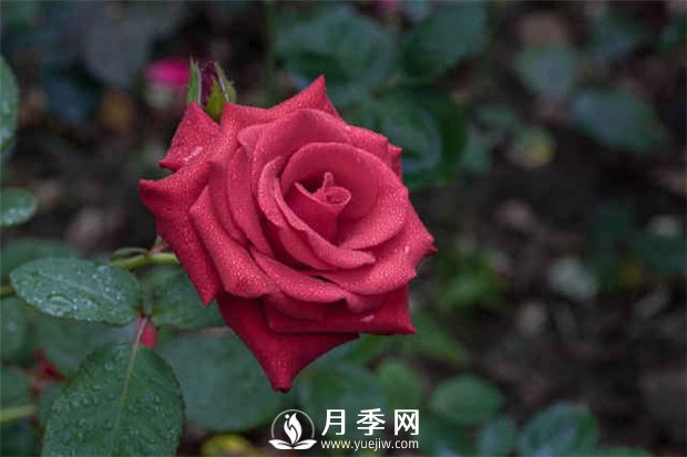 月季的肥水管理和蟲(chóng)害防治看這里(圖1)