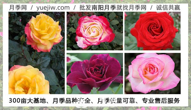 月季在什么溫度下可以施肥？月季一年四季都可以施肥(圖1)