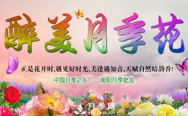 月季長(zhǎng)得好不好，做好澆水施肥扦插這三個(gè)竅門(圖1)