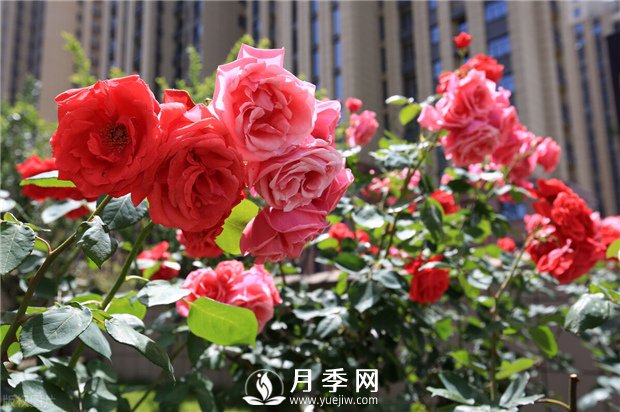 冬季月季花可以施肥嗎？(圖1)