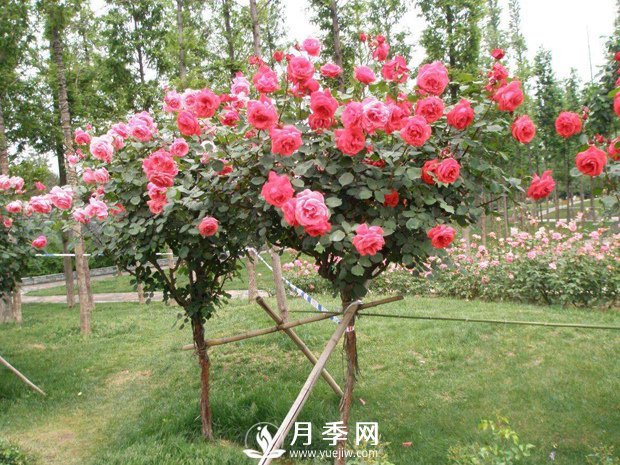 冬天苗木怎么養(yǎng)？會(huì)種樹，還得種好樹(圖1)