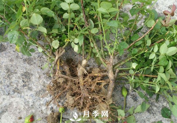 南陽月季苗特點、種類、用途(圖1)