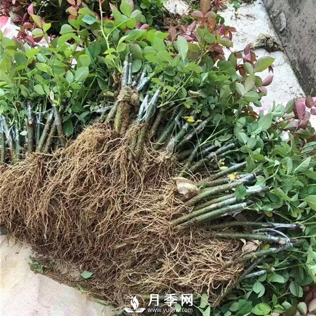 南陽月季苗特點、種類、用途(圖3)