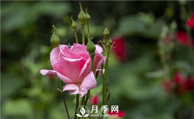 薔薇和月季如果想休眠？要如何管理？(圖1)