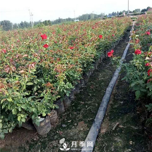 說到月季的配土？你有什么好辦法(圖1)