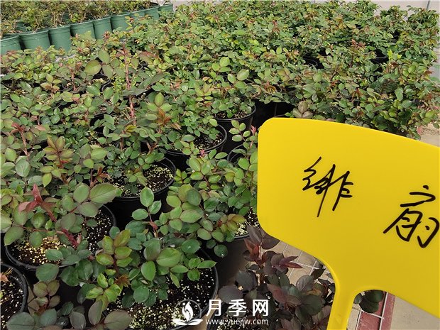 初春花卉“施肥”時機正好，要注意幾點(圖1)