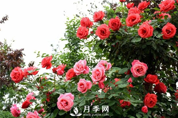 花卉的品種不同，對肥料的要求也不同(圖1)