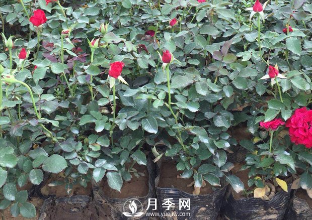 南陽(yáng)月季的養(yǎng)護(hù)方法和注意事項(xiàng)(圖1)