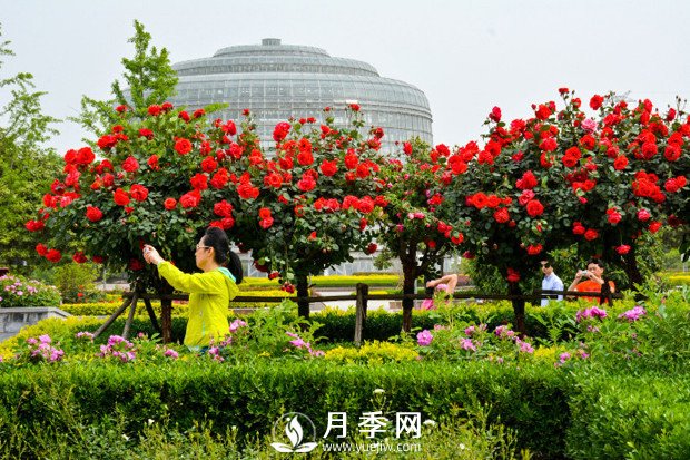 月季花苞到開花要多久？你知道什么因素決定的嗎(圖1)