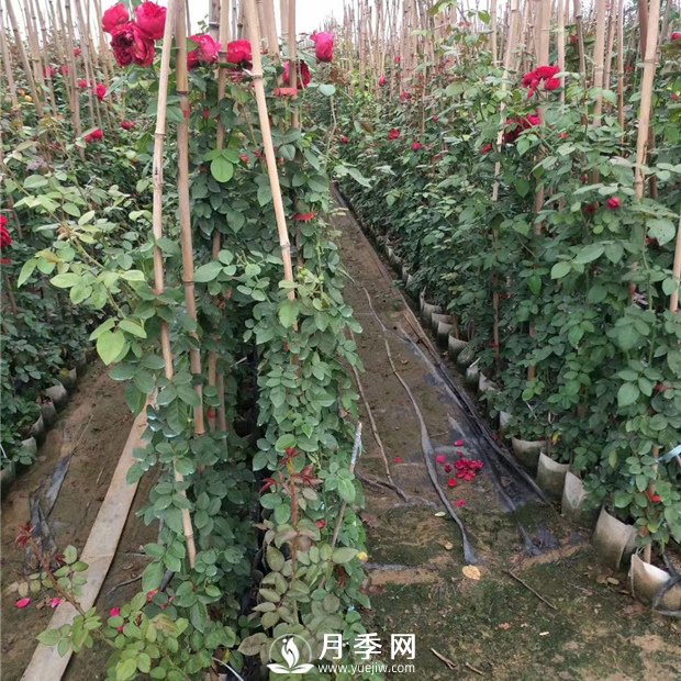 竹竿養(yǎng)月季，而且是藤本月季專(zhuān)用，里看看(圖1)