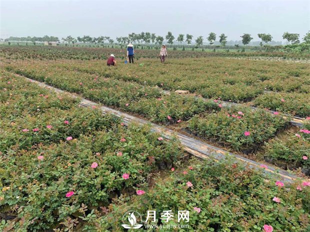 月季盆土可頻繁換？(圖1)