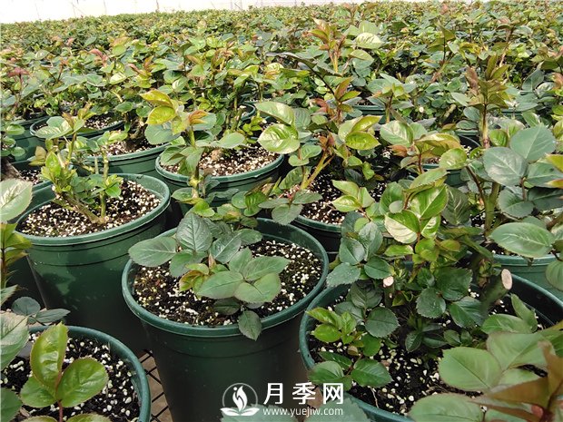 入冬買月季苗，3個(gè)要點(diǎn)要注意(圖1)