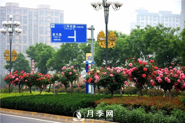 做個好苗木人，你不該犯的錯(圖1)
