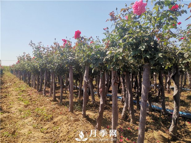 9月份可以種月季花嗎？(圖1)