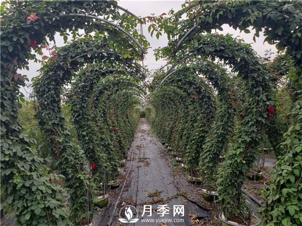  苗木快速健康生長的三大原則(圖1)