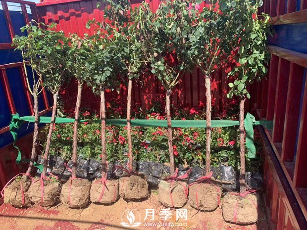 月季網(wǎng)干貨：月季樹發(fā)貨，運輸，卸貨，栽種，養(yǎng)護必看(圖1)