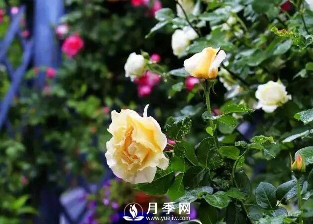 有人問，為什么自己的玫瑰花越開越小？(圖1)