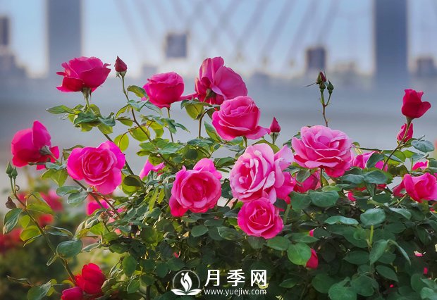 月季，竟有這般豐富的綠化應(yīng)用造景(圖1)