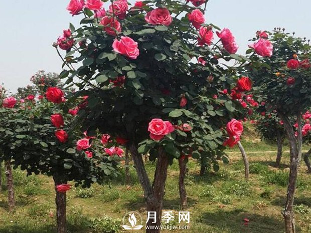 城市道路綠化植物的選擇，主要考慮藝術(shù)效果和功能效果(圖1)