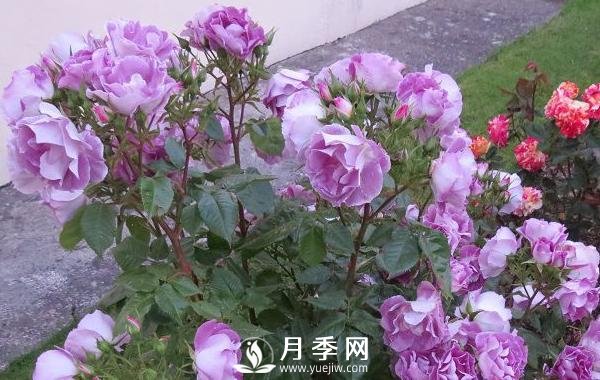 網紅花藍色妖姬和藍玫瑰一樣嗎？ 你更喜歡哪一個呢？(圖1)