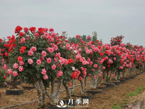 一般月季是在幾月開花？月月紅咋來的？(圖1)