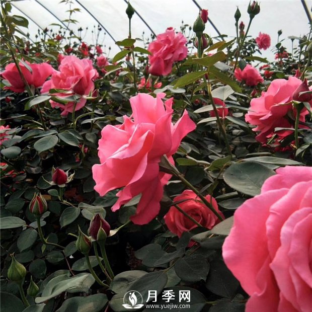 花卉如何安全度過炎熱的夏天(圖1)